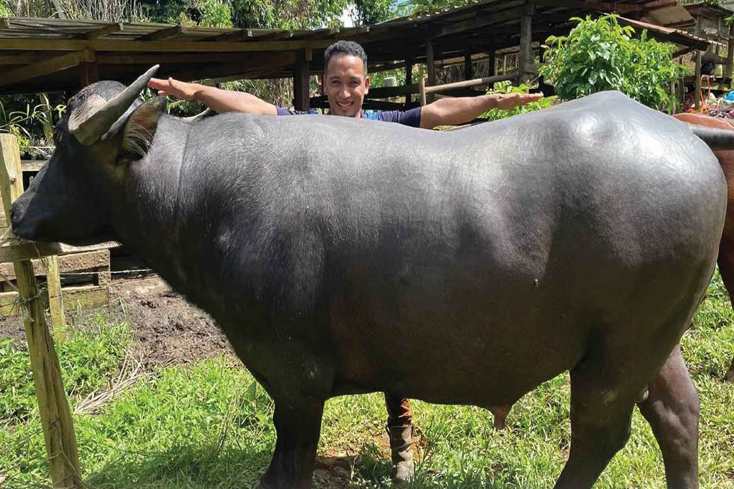 Ternakan paling besar dan mahal bakal jadi korban raya haji tahun ini