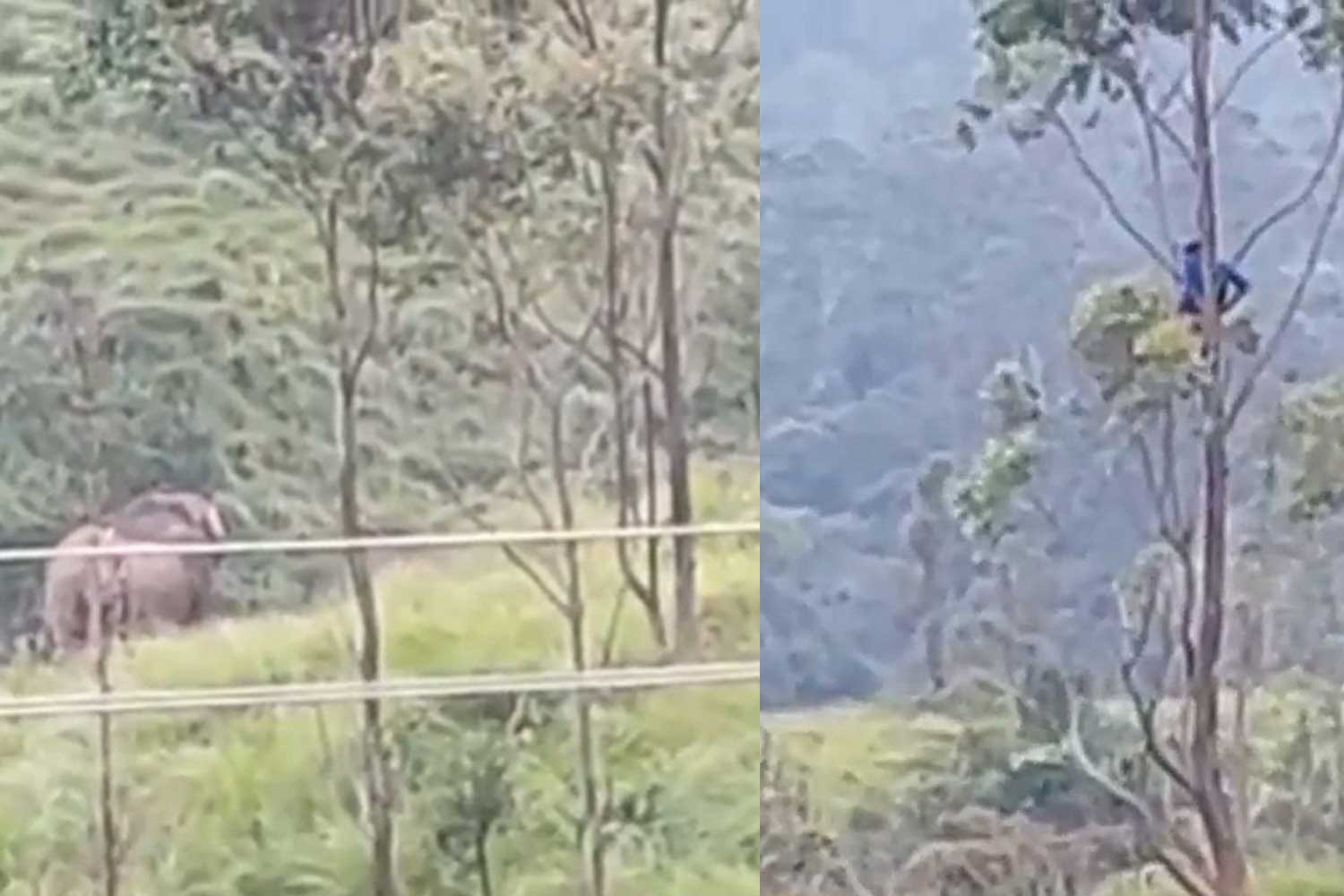 Lelaki terpaksa 'bertapa' atas pokok lebih dua jam selepas kena kejar gajah liar