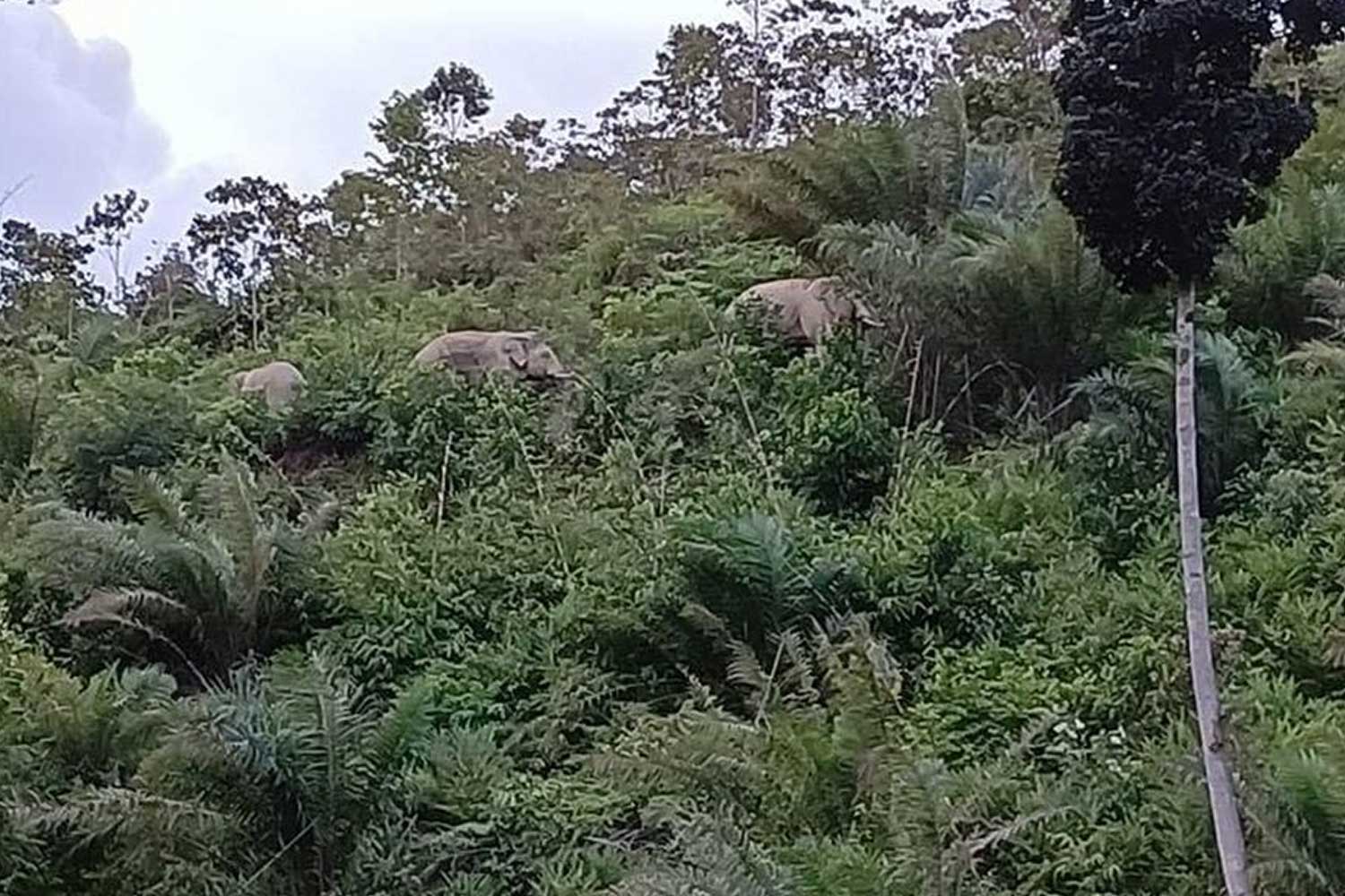 Rakaman Gajah naik atas bukit tular, orang ramai kata petanda banjir besar