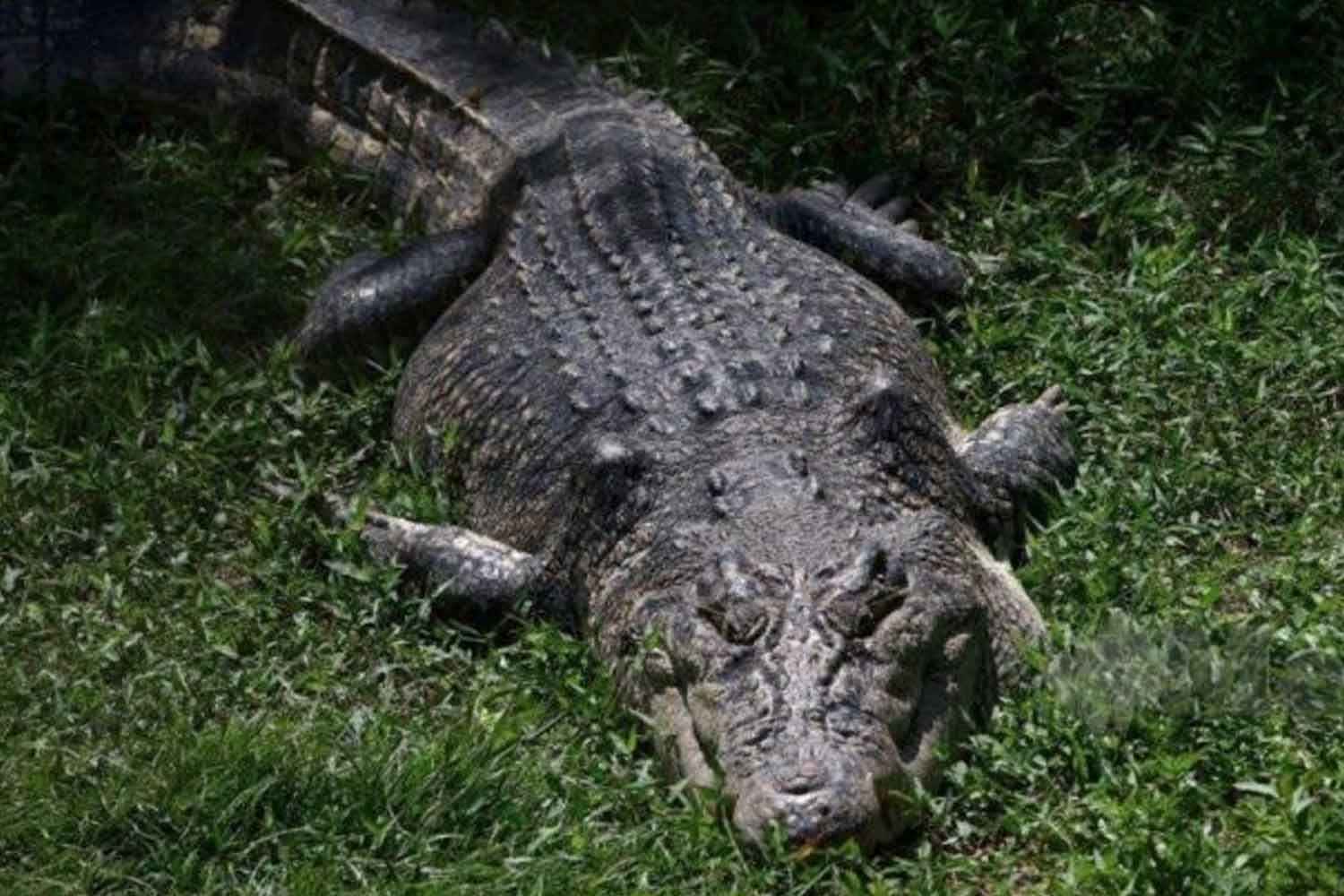 Satu kampung kecoh jumpa buaya besar-besar bas di sungai Selangor